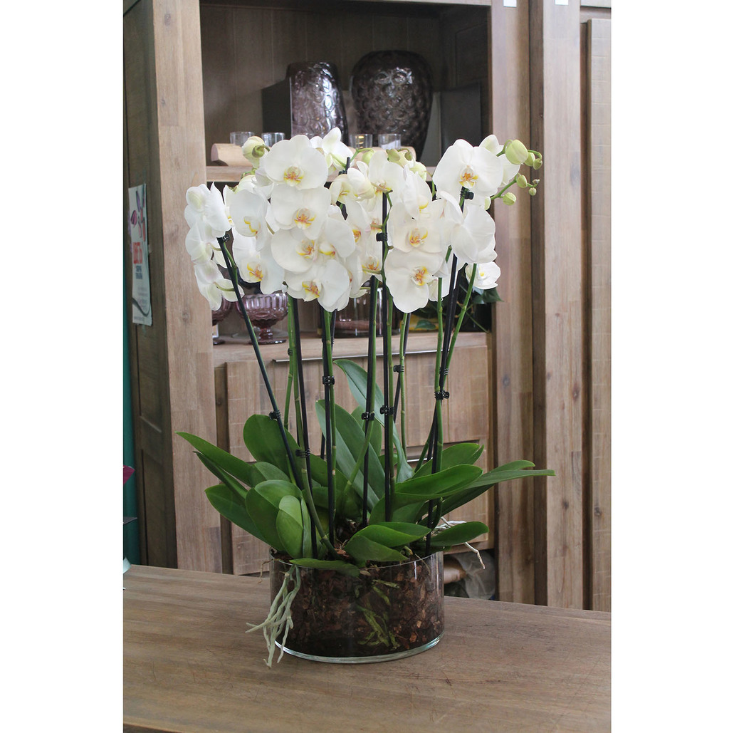 Орхидея Фалеонопсис искусственная в вазе №081