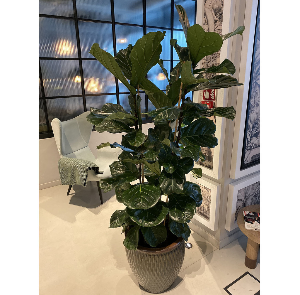 Офисное озеленение