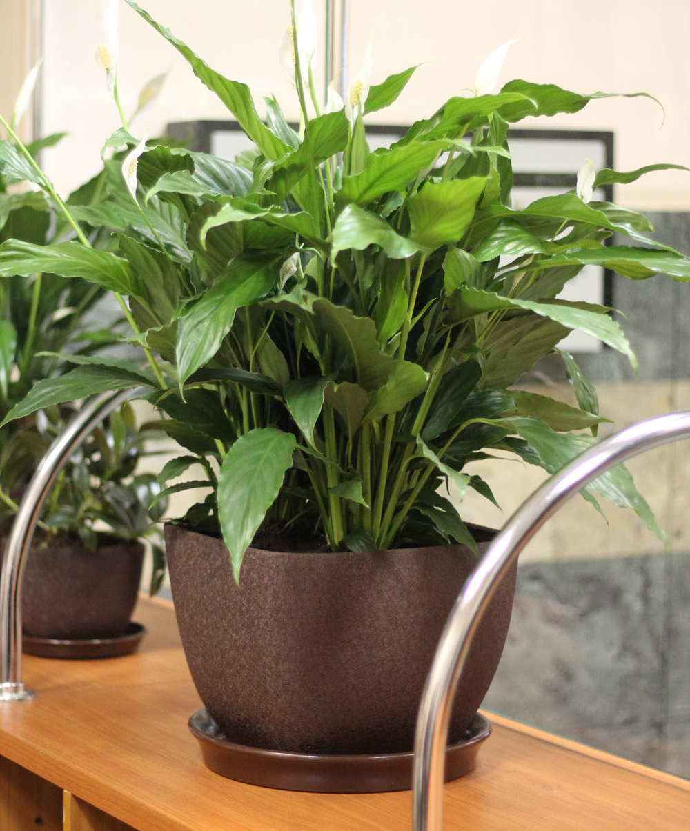 Спатифилум