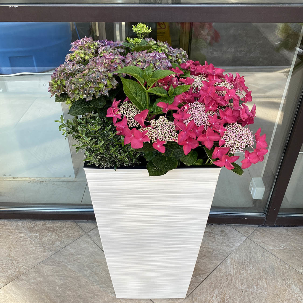 Гортензии в кашпо