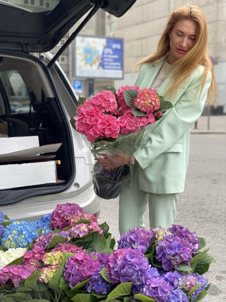 Микс Гортензий в горшке №181