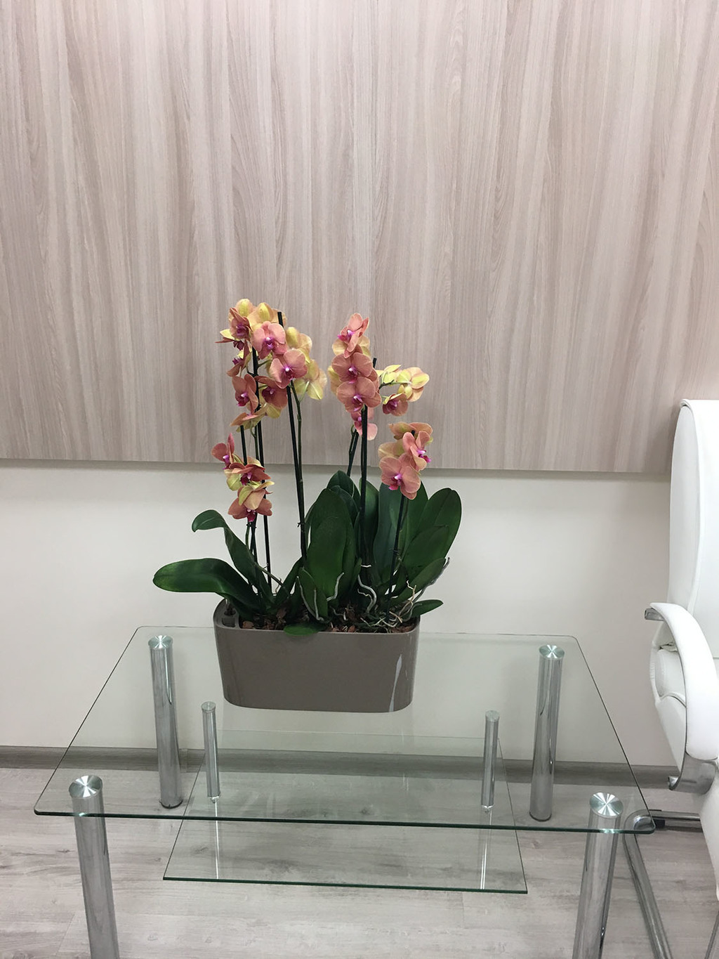 Орхидеи в кашпо