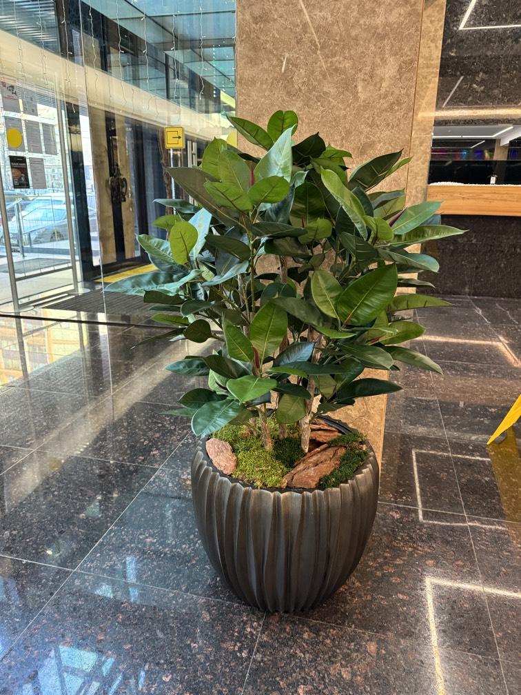 Фикус Эластика в Интерьер искусственный №1049