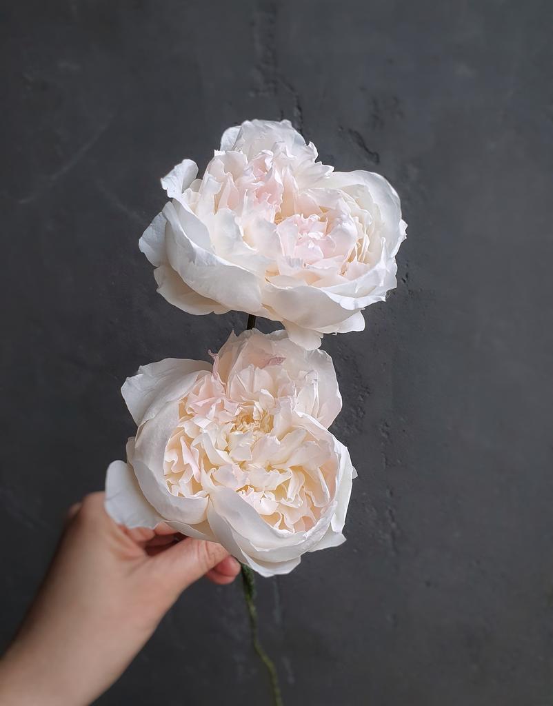 МК Пион из розы Ольги Снеговой