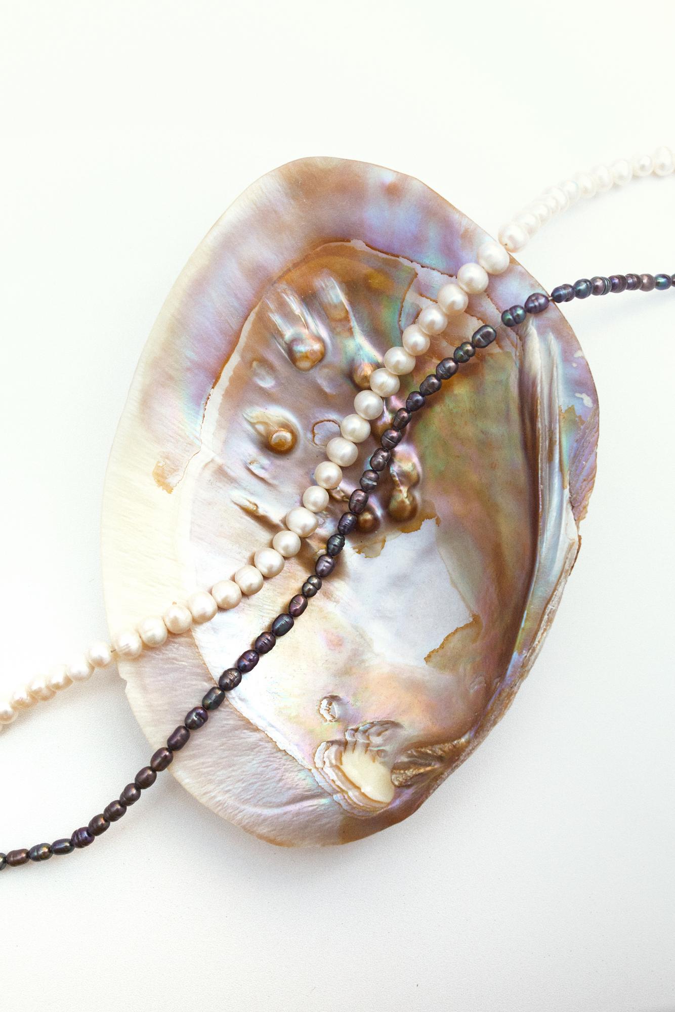 Натуральная ракушка