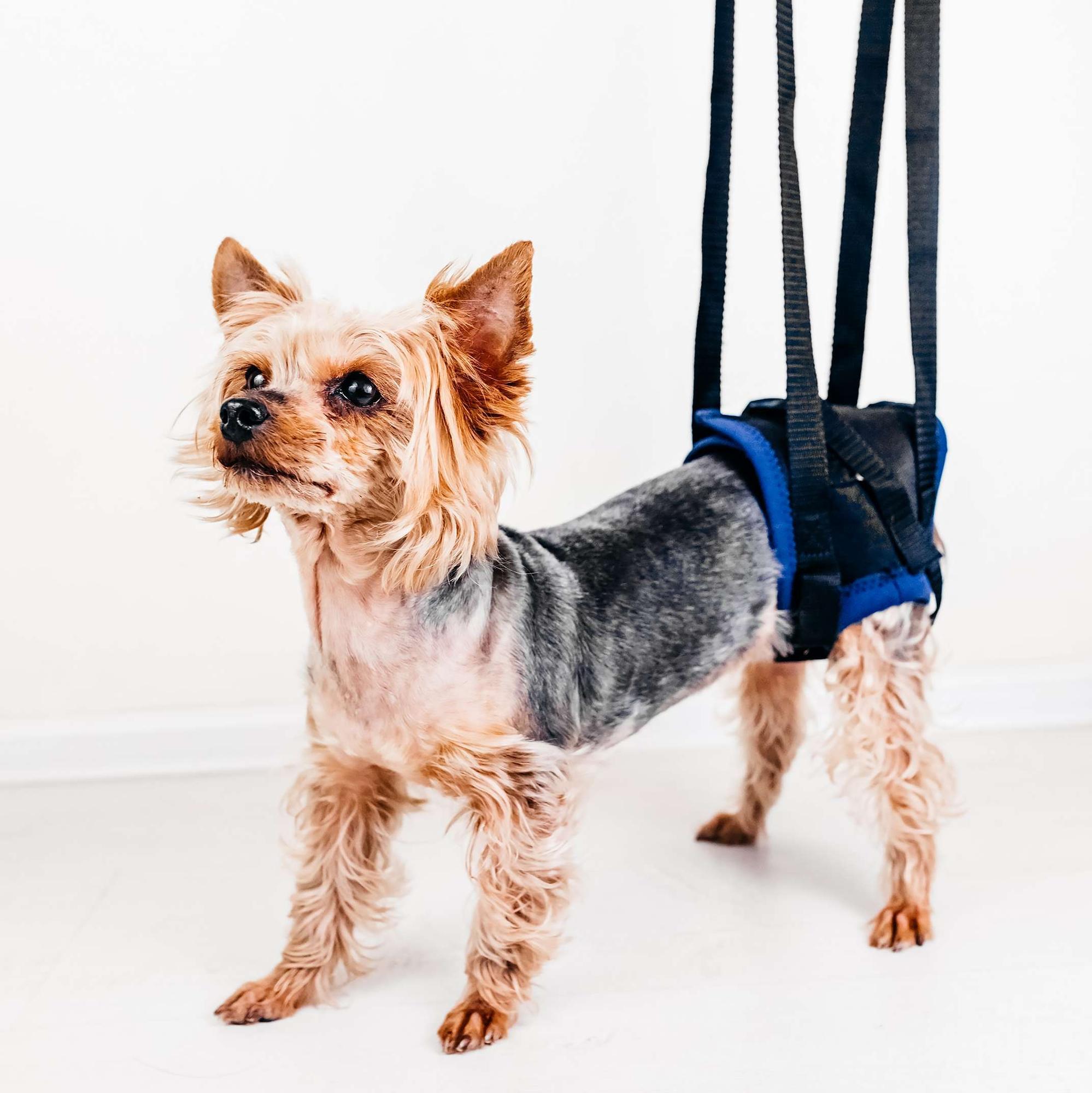 Rear Harness for dog - size XS  -