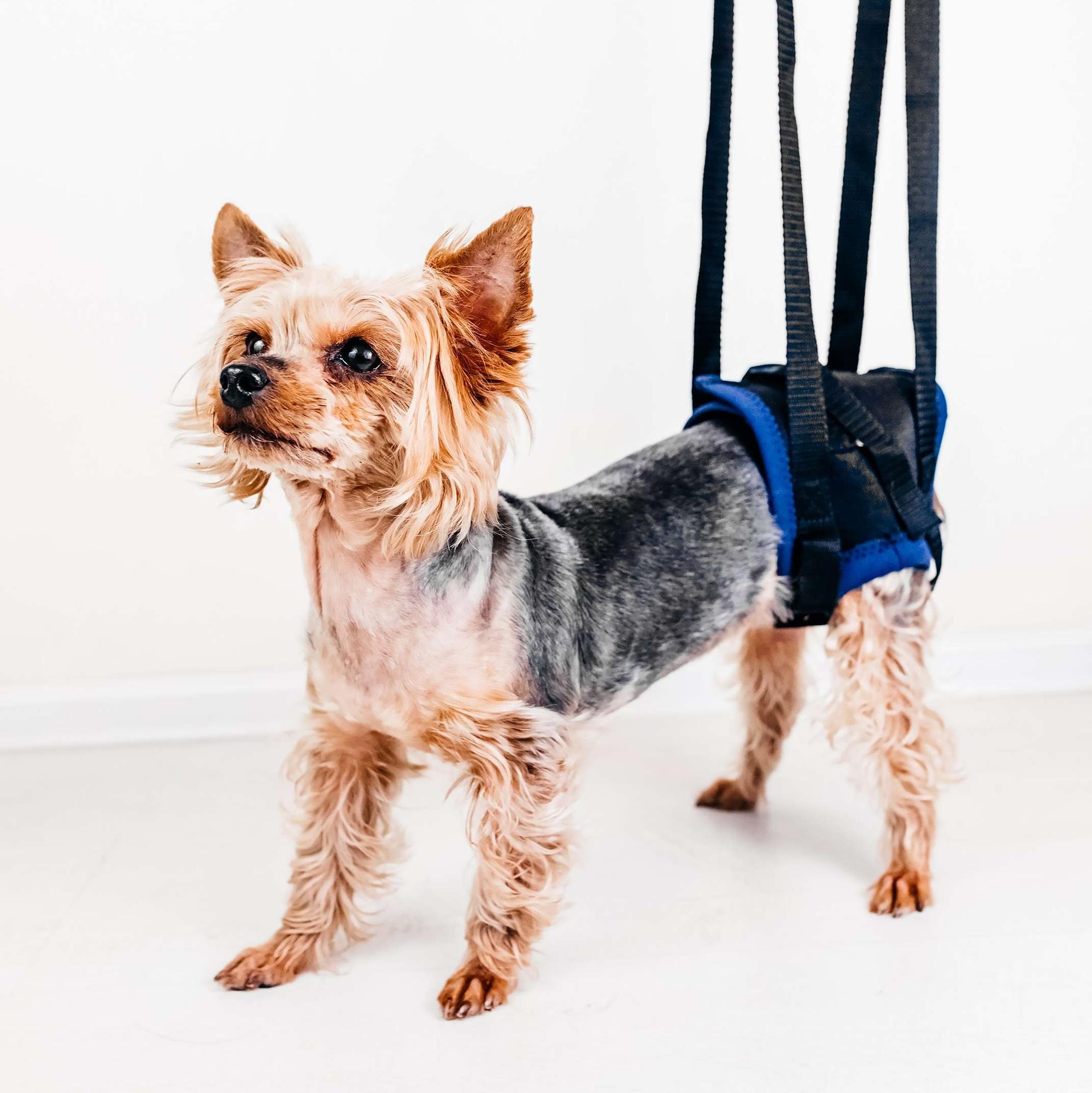 Rear Harness for dog - size S  -